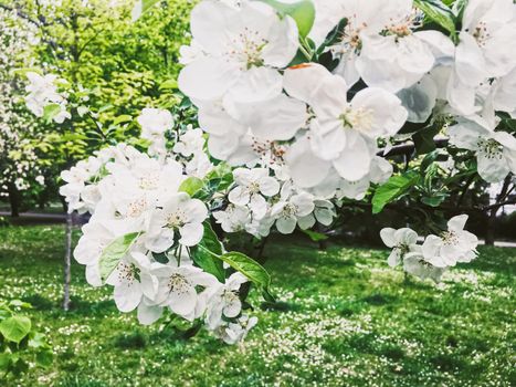 Blooming apple tree flowers in spring garden as beautiful nature landscape, plantation and agriculture scenery