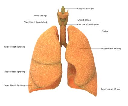 3D Illustration Concept of Human Skeleton System Bone Joints Described with Labels Anatomy