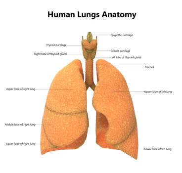 3D Illustration of Human Respiratory System Lungs Anatomy Described with Labels