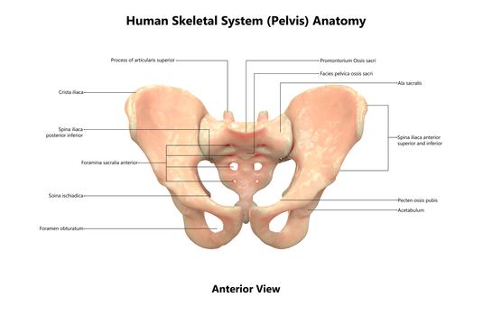3D Illustration Concept of Human Skeleton System Pelvic Girdle Described with Labels Anatomy Anterior View