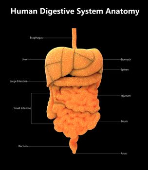 3D Illustration Concept of Human Digestive System Described with Labels Anatomy