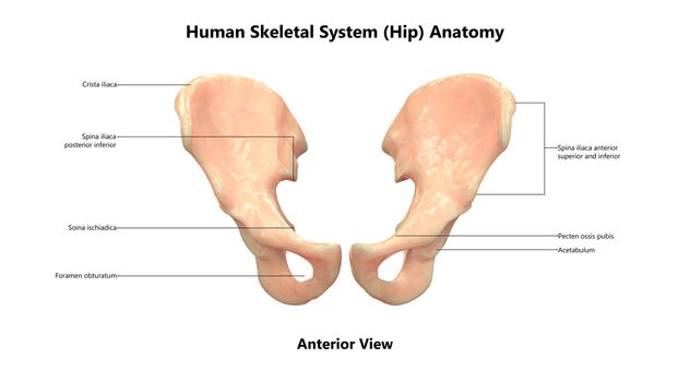 3D Illustration Concept of Human Skeleton System Hip Bone Joints Described with Labels Anatomy Anterior View