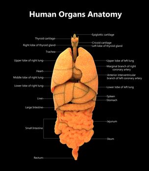 3D Illustration of Human Complete Internal Organs Described with Labels Anatomy