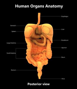 3D Illustration Concept of Human Digestive System Described with Labels Anatomy Posterior View