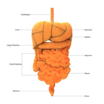 3D Illustration Concept of Human Digestive System Described with Labels Anatomy