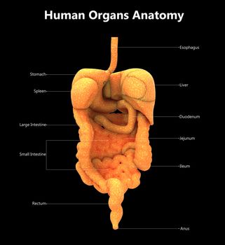 3D Illustration Concept of Human Digestive System Described with Labels Anatomy