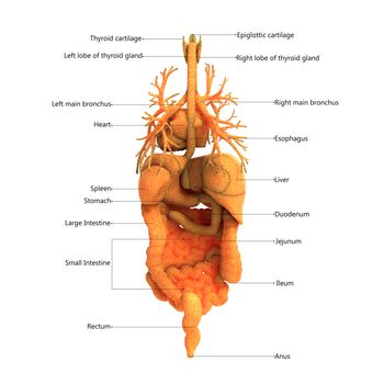 3D Illustration Concept of Human Complete Internal Organs Described with Labels Anatomy Posterior View