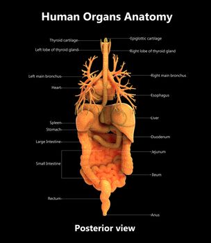 3D Illustration Concept of Human Complete Internal Organs Described with Labels Anatomy Posterior View