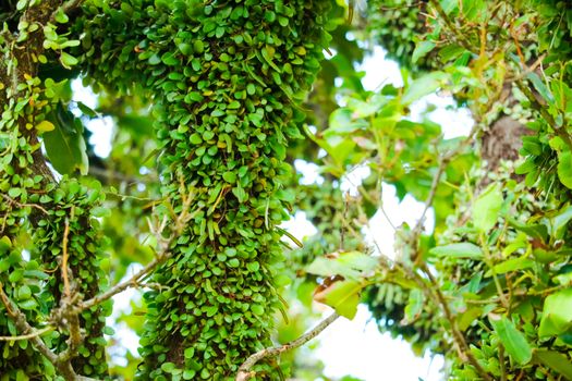 asclepiadaceae tree  bark glides over the surface of the wood, extends the territory