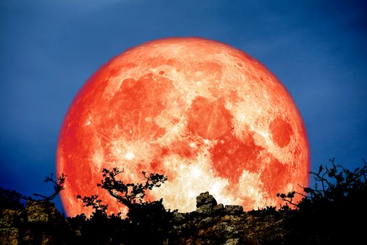 blood moon back over plant and tree on cliff, Elements of this image furnished by NASA