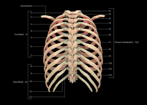 3D Illustration Concept of Human Skeleton System Thoracic Skeleton Described with Labels Anatomy Posterior View