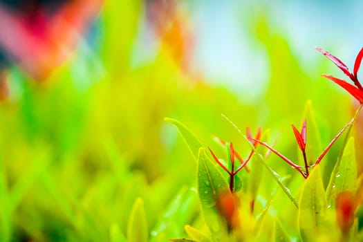 young red leaves of Christina is growning after rain drop several days