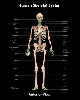 3D Illustration Concept of Human Skeleton System Bone Joints Described with Labels Anatomy Anterior View