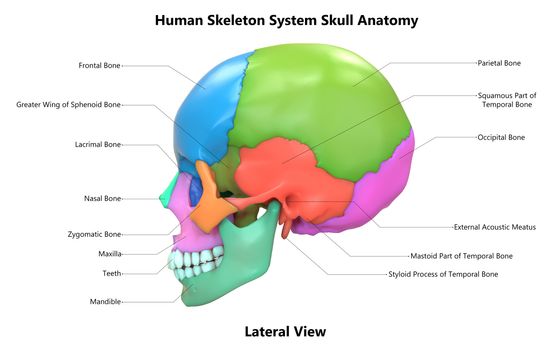 3D Illustration Concept of Human Skeleton System Skull Bone Parts Described with Labels Anatomy Lateral View