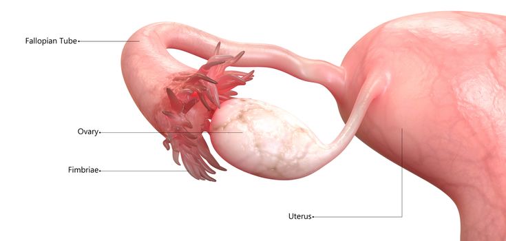 3D Illustration Concept of Female Reproductive System Described with Labels Anatomy