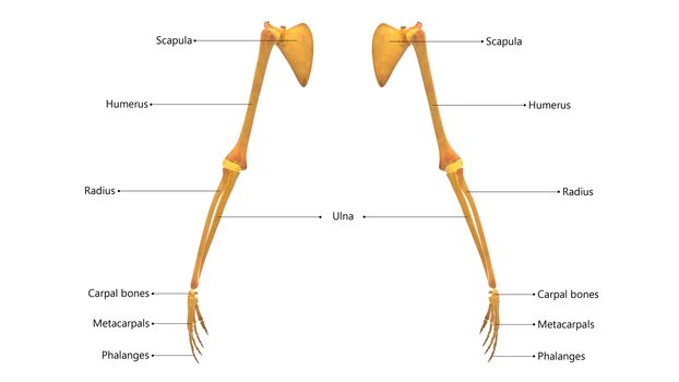 3D Illustration Concept of Human Skeleton System Hand Bone Joints Described with Labels Anatomy Anterior View