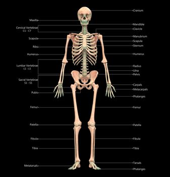 3D Illustration Concept of Human Skeleton System Bone Joints Described with Labels Anatomy Anterior View