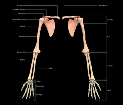 3D Illustration Concept of Human Skeleton System Upper Limbs Described with Labels Anatomy Anterior View