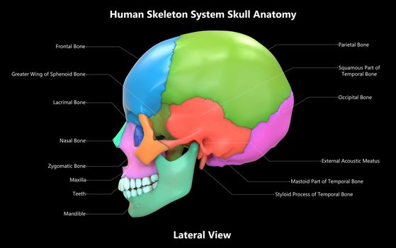 3D Illustration Concept of Human Skeleton System Skull Bone Parts Described with Labels Anatomy Lateral View