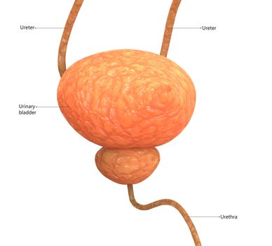 3D Illustration Concept of Human Urinary System Bladder Described with Labels Anatomy