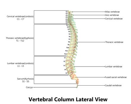 3D Illustration Concept of Vertebral Column of Human Skeleton System Described with Labels Anatomy Lateral View