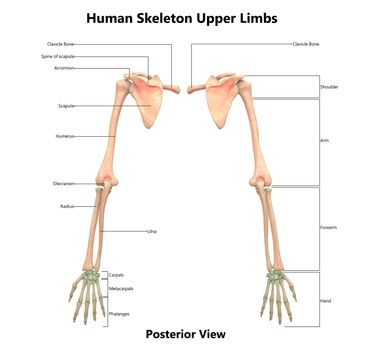 3D Illustration Concept of Human Skeleton System Upper Limbs Described with Labels Anatomy Posterior View