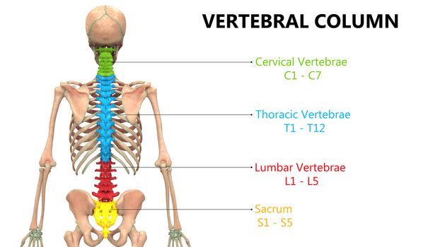 3D Illustration Concept of Vertebral Column of Human Skeleton System Described with Labels Anatomy Posterior View