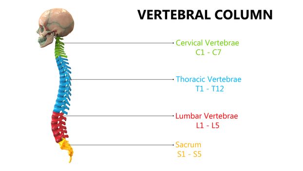 3D Illustration Concept of Vertebral Column of Human Skeleton System Described with Labels Anatomy Lateral View