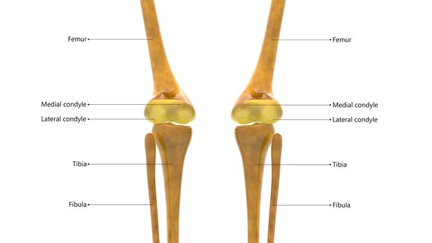 3D Illustration Concept of Human Skeleton System Knee Joints Described with Labels Anatomy Posterior View