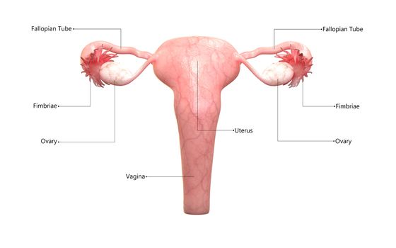 3D Illustration Concept of Female Reproductive System Described with Labels Anatomy Posterior View