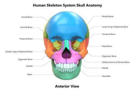 3D Illustration Concept of Human Skeleton System Skull Bone Parts Described with Labels Anatomy Anterior View