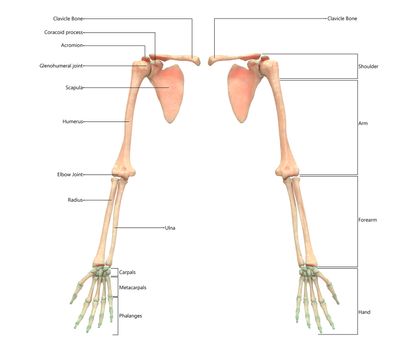 3D Illustration Concept of Human Skeleton System Upper Limbs Described with Labels Anatomy Anterior View