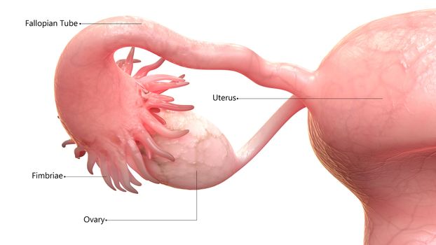 3D Illustration Concept of Female Reproductive System Described with Labels Anatomy