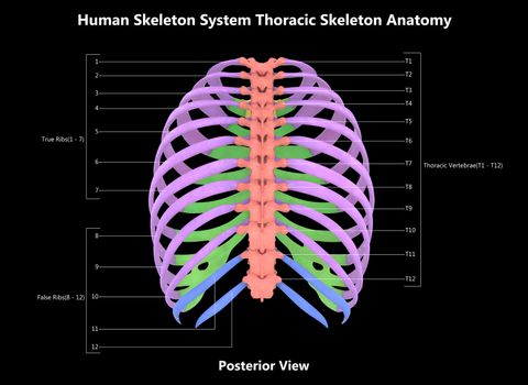 3D Illustration Concept of Human Skeleton System Hand Thoracic Skeleton Described with Labels Anatomy Posterior View