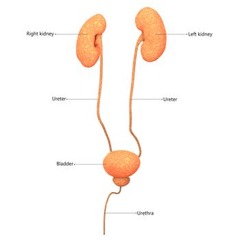 3D Illustration Concept of Male Urinary System Kidneys with Bladder Described with Labels Anatomy Anterior View