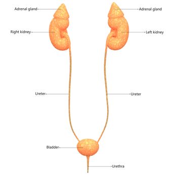 3D Illustration Concept of Female Urinary System Kidneys with Bladder Described with Labels Anatomy Anterior View