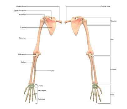 3D Illustration Concept of Human Skeleton System Upper Limbs Described with Labels Anatomy Posterior View