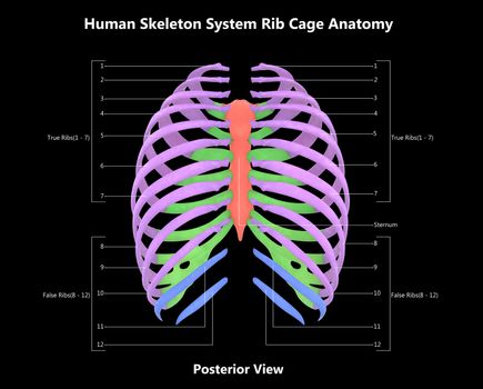 3D Illustration Concept of Human Skeleton System Rib Cage Described with Labels Anatomy Posterior View