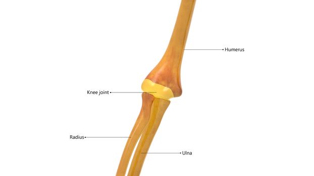 3D Illustration Concept of Human Skeleton System Elbow Joint Described with Labels Anatomy