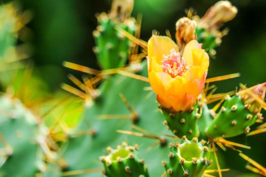 wild desert cactus flower blooming green garden