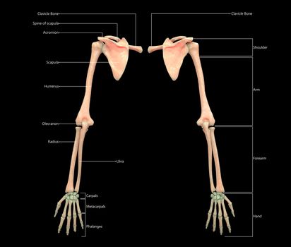 3D Illustration Concept of Human Skeleton System Upper Limbs Described with Labels Anatomy Posterior View