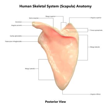 3D Illustration Concept of Human Skeleton System Scapula Bone Joints Described with Labels Anatomy Posterior View