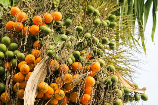 orange palm seed and new green palm seed on tree