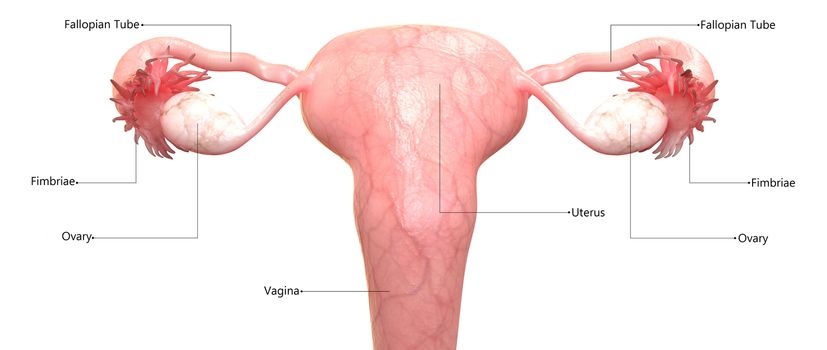 3D Illustration Concept of Female Reproductive System Described with Labels Anatomy Posterior View