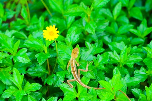 lizard on top green plant and yellow flower is bloom in garden