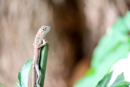 Lizards climb the top of the tree to look for food from a high place