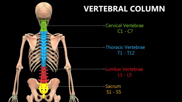 3D Illustration Concept of Vertebral Column of Human Skeleton System Described with Labels Anatomy Posterior View