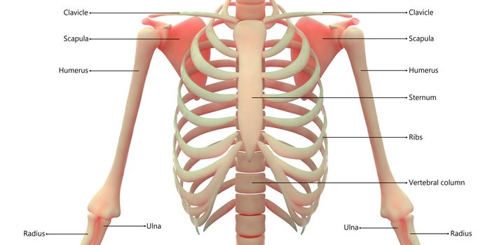 3D Illustration Concept of Human Skeleton System Bone Joints Described with Labels Anatomy Anterior View