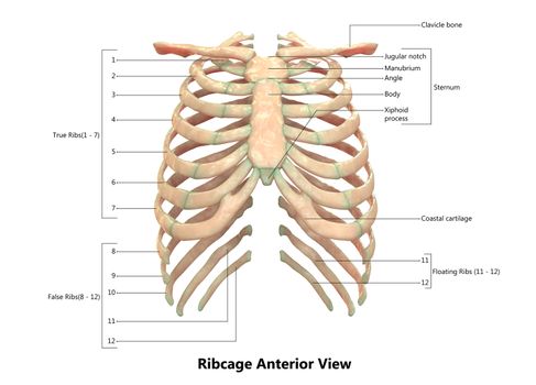 3D Illustration Concept of Human Skeleton System Rib Cage Described with Labels Anatomy Anterior View