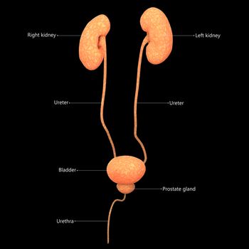 3D Illustration Concept of Human Urinary System Kidneys with Bladder Described with Labels Anatomy